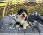 Puppy Cadi Havachon