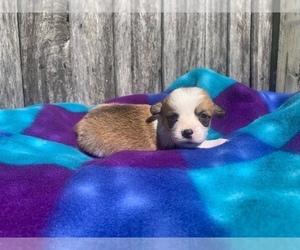 Pembroke Welsh Corgi Puppy for sale in WESTMORELAND, TN, USA