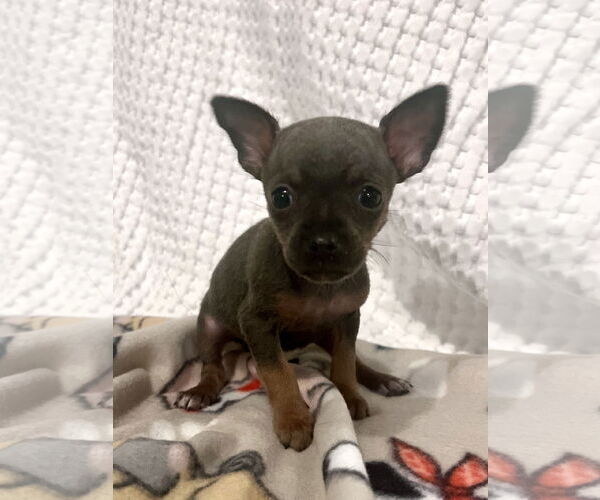 Medium Photo #1 Chihuahua-Unknown Mix Puppy For Sale in Princeton, MN, USA