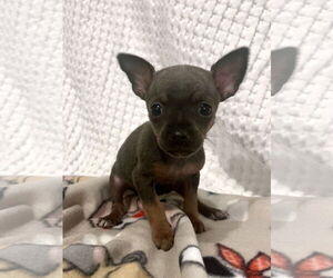 Chihuahua-Unknown Mix Dogs for adoption in Princeton, MN, USA