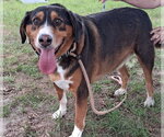 Small Greater Swiss Mountain Dog Mix