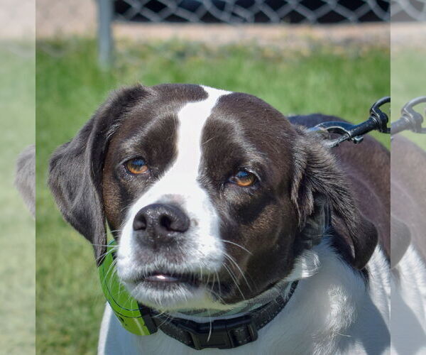 Medium Photo #1 Labbe Puppy For Sale in Huntley, IL, USA