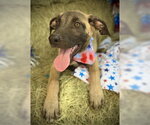 Small #5 Black Mouth Cur Mix