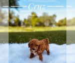 Small #5 Poodle (Miniature)