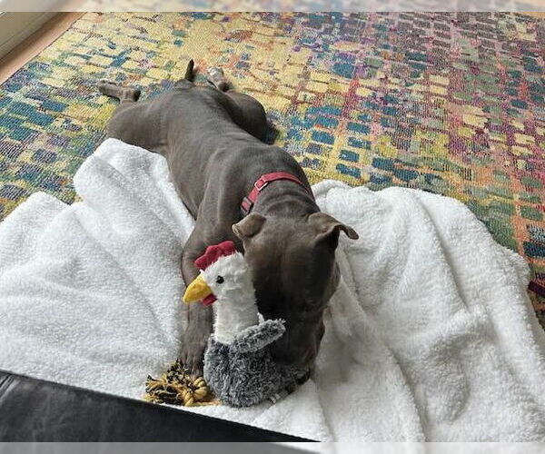 Medium Photo #17 Staffordshire Bull Terrier-Unknown Mix Puppy For Sale in Mount Laurel, NJ, USA