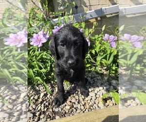 Labradoodle Puppy for sale in WILLIAMSTOWN, KY, USA