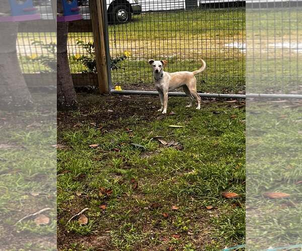 Medium Photo #1 Chihuahua-Whippet Mix Puppy For Sale in New Smyrna Beach, FL, USA