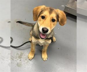 German Shepherd Dog-Unknown Mix Dogs for adoption in Peoria, IL, USA