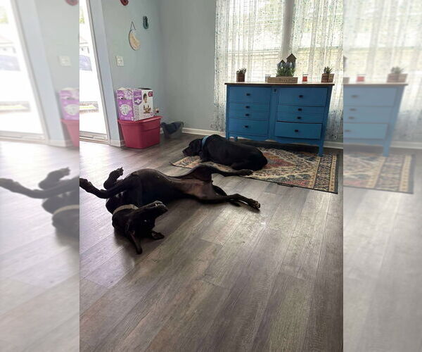 Medium Photo #7 Great Dane Puppy For Sale in Bullard, TX, USA