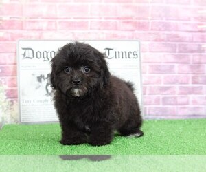 Zuchon Puppy for sale in BEL AIR, MD, USA
