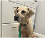 Small Labrador Retriever Mix