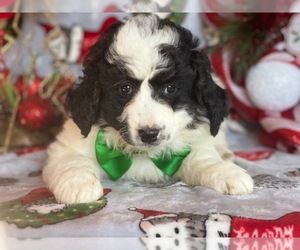Bernedoodle Puppy for sale in LANCASTER, PA, USA