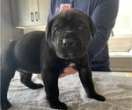 Small #51 Cane Corso