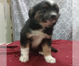 Miniature American Shepherd Puppy for sale in CAMPBELL, MN, USA