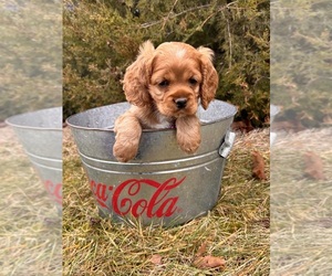 Cocker Spaniel Puppy for sale in MIDDLEBURY, IN, USA