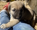 Small Photo #11 Anatolian Shepherd Puppy For Sale in ROBSTOWN, TX, USA