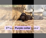 Litter of 5 - Male(s) and Female(s) Boykin SpanielLitter of Puppies for Sale - Photo #2