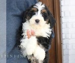 Small #1 Bernedoodle (Miniature) (+ Poodle Miniature)
