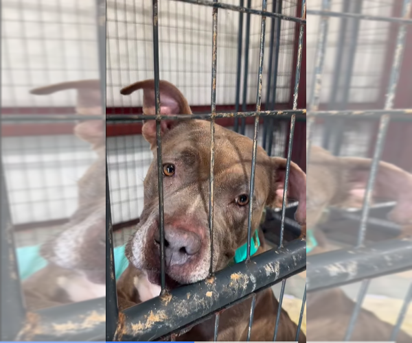 Medium Photo #6 American Pit Bull Terrier Puppy For Sale in Hillsboro, NH, USA