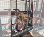 Small #5 American Pit Bull Terrier