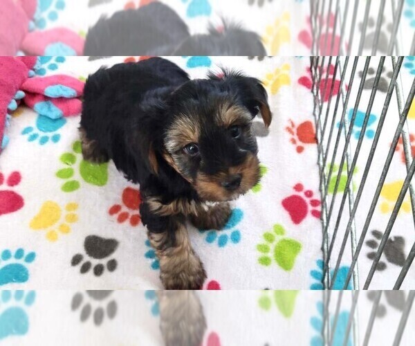 Medium Photo #7 Yorkshire Terrier Puppy For Sale in ORO VALLEY, AZ, USA