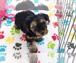 Small #6 Yorkshire Terrier