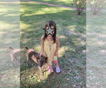 Small #5 Feist Terrier Mix