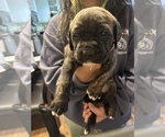Small Photo #31 Cane Corso-Saint Bernard Mix Puppy For Sale in LIVERMORE, CA, USA