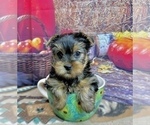 Small #1 Yorkshire Terrier