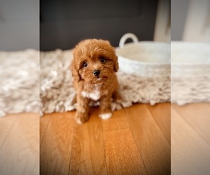 Cavapoo Puppy for sale in CROSSVILLE, TN, USA