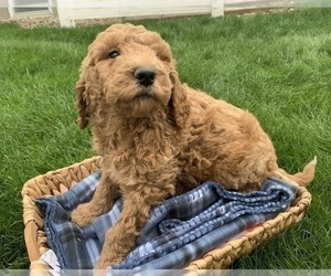 Goldendoodle Puppy for sale in SHIPSHEWANA, IN, USA