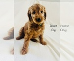 Small Photo #2 Goldendoodle Puppy For Sale in PHOENIX, AZ, USA