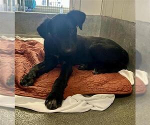 Labrador Retriever-Unknown Mix Dogs for adoption in San Antonio, TX, USA