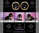 Small Photo #29 Dachshund Puppy For Sale in WARSAW, IN, USA