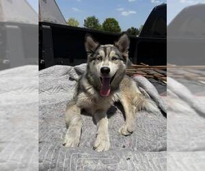 Huskies -Unknown Mix Dogs for adoption in San Antonio, TX, USA
