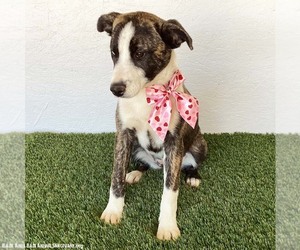 Francine - Female Mutt Dog for Adoption - Photo #7