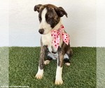 Small Photo #7 Mutt Puppy For Sale in San Diego, CA, USA
