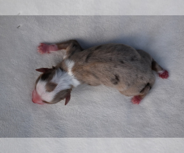 Medium Photo #5 Miniature Australian Shepherd Puppy For Sale in PALM COAST, FL, USA