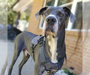 Great Dane Dogs for adoption in Bullard, TX, USA