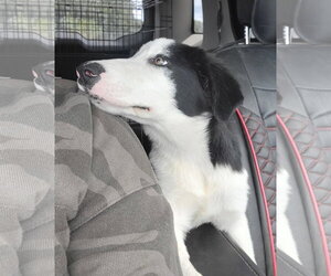 Nimbus - Male Border Collie Dog for Adoption - Photo #12
