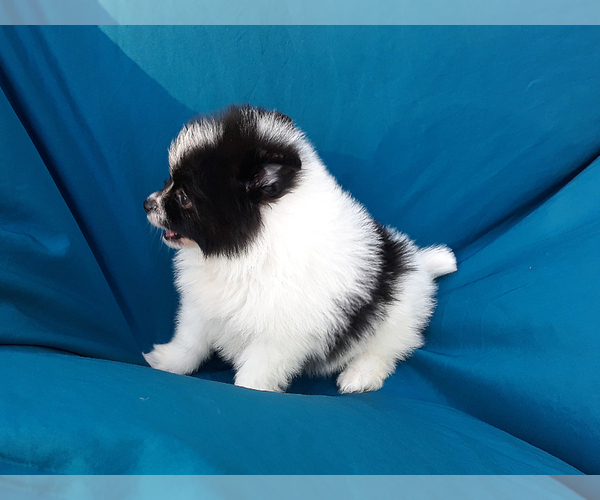 Medium Photo #15 Pomeranian Puppy For Sale in WEST PALM BEACH, FL, USA