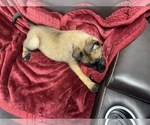 Small Photo #27 Belgian Malinois Puppy For Sale in REESEVILLE, WI, USA
