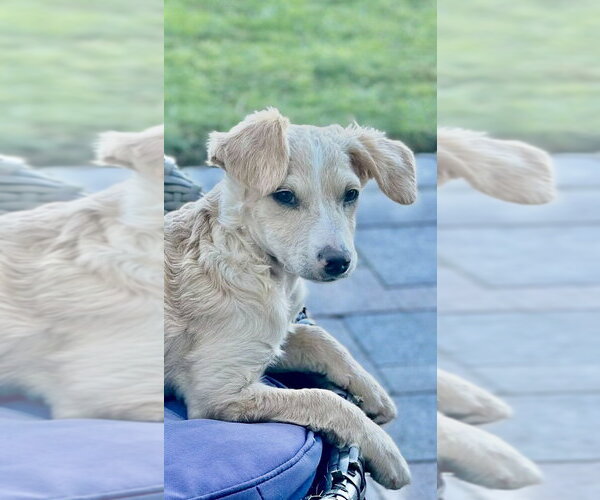 Medium Photo #6 Mutt Puppy For Sale in San Diego, CA, USA