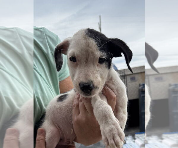Medium Photo #3 American Pit Bull Terrier-Unknown Mix Puppy For Sale in Bolivar, MO, USA