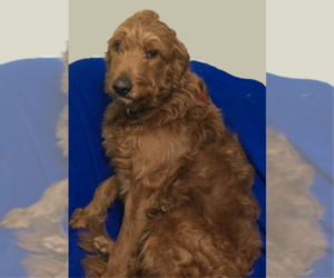 Father of the English Shepherd-Golden Retriever Mix puppies born on 04/11/2025