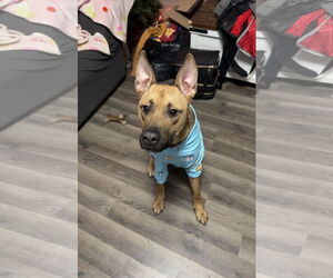 Staffordshire Bull Terrier-Unknown Mix Dogs for adoption in Estherville, IA, USA