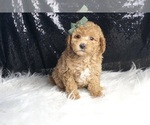 Small Photo #49 Goldendoodle (Miniature) Puppy For Sale in WARSAW, IN, USA