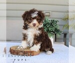 Small #3 Bernedoodle (Miniature)