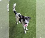 Small Border Collie Mix