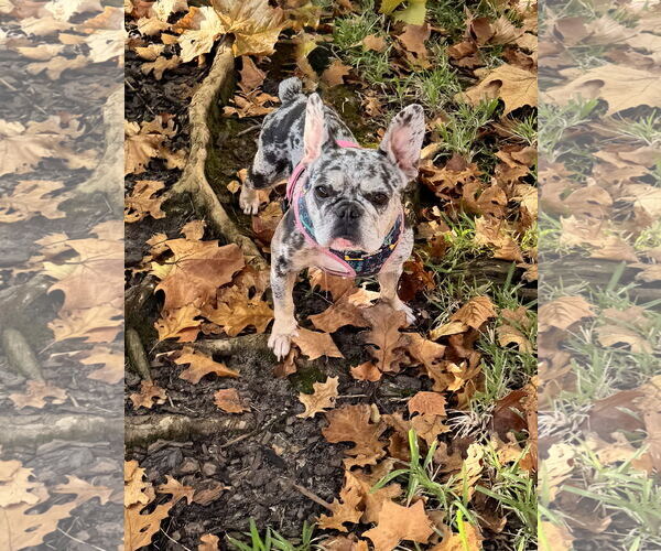 Medium Photo #6 French Bulldog Puppy For Sale in Sanford, FL, USA